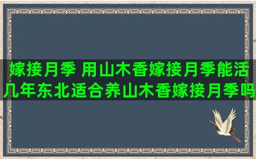 嫁接月季 用山木香嫁接月季能活几年东北适合养山木香嫁接月季吗